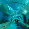 O acrílico Leyu leva você a um passeio pelo túnel do aquário - fábrica de produtos de chapa acrílica Leyu
