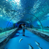 O acrílico Leyu leva você a um passeio pelo túnel do aquário - fábrica de produtos de chapa acrílica Leyu