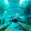 Quais são as características do aquário túnel na fábrica de produtos de chapa acrílica bangalore-Leyu