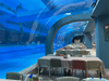 Restaurante Oceanário como se livrar das algas no aquário Leyu personalização profissional - Leyu