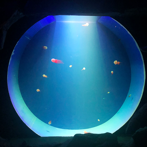 Descoberta do tanque de aquário de medusas Aquário de medusas de água doce - leyu