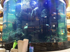 Qual é o melhor limpador para tanques de aquário de peixes acrílicos Ocean Park Cusotm Fish Tank- Leyu 