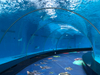 Quantos parques marinhos no mundo são aquários públicos Aquário Acrílico - Leyu