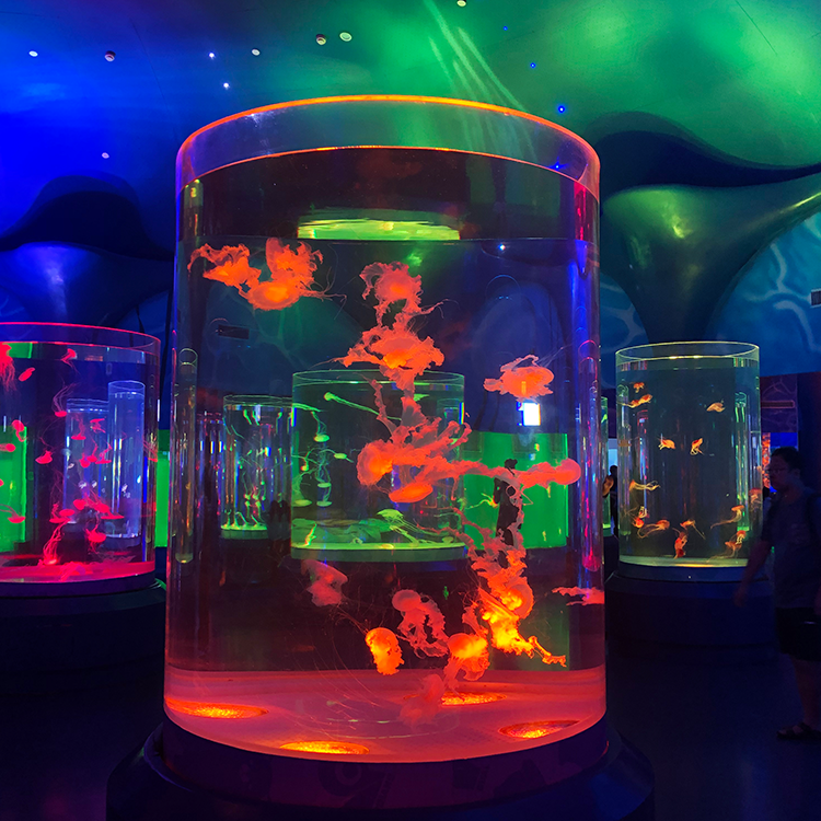 Aquário de medusas Posso ter medusas no meu aquário - Leyu