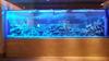 Qual é o melhor acrílico para construir um aquário de acrílico transparente - Leyu Acrílico Sheet Products Factory