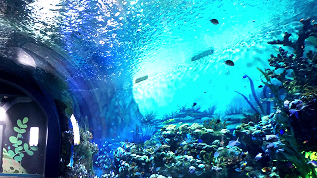 Túnel de aquário subaquático